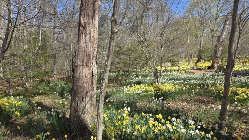 20250429 HikeParsonsPreserve 1