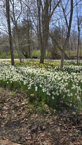 20250429 HikeParsonsPreserve 2