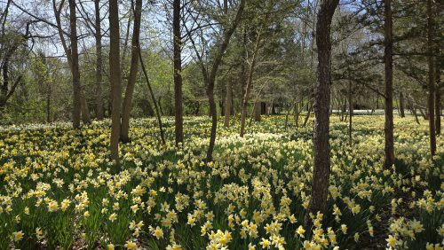 20250429 HikeParsonsPreserve 3