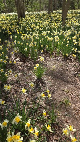 20250429 HikeParsonsPreserve 4