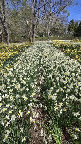 20250429 HikeParsonsPreserve 7