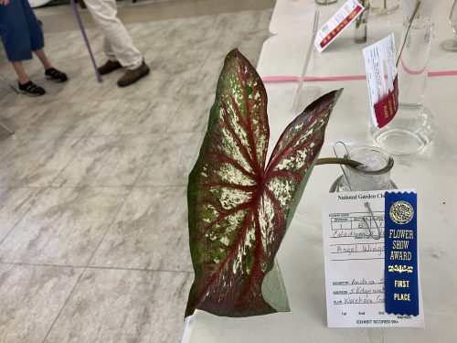 2024-horticultural-show-3